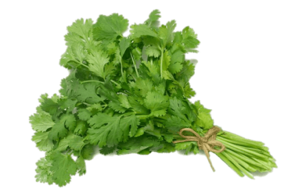 Coriander / Dhaniya
