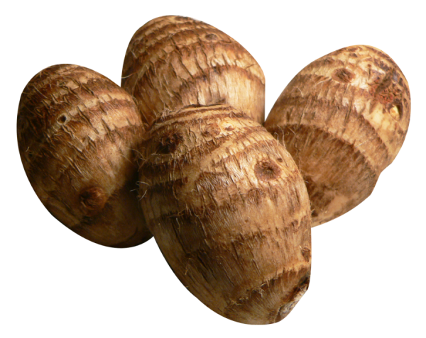 Taro Plant- (pidhaalu)