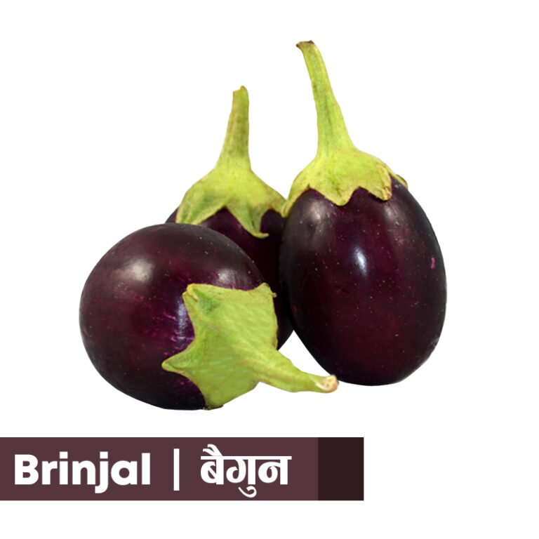 Brinjal-long