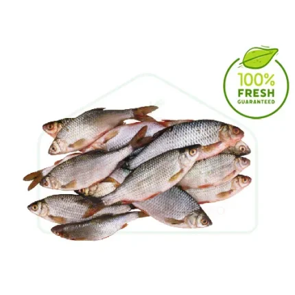 Fresh Chhadi Fish